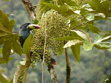 Große fruchtfressende Vögel wie der Blautukan (Andigena hypoglauca) sind für die Verjüngung vielfältiger Tropenwälder essentiell. Quelle: Copyright: Matthias Schleuning, Senckenberg (idw)