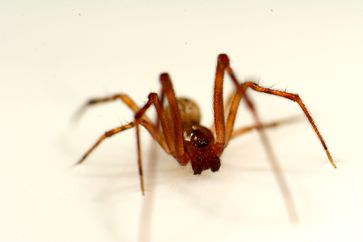 Ein ausgewachsenes Männchen der Gewächshausspinne (Parasteatoda tepidariorum). Die beiden dunklen birnenförmigen Anhänge am Kopf sind die Begattungsorgane.
Quelle: Foto: Leonard Georg (idw)