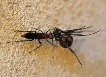 Agenioideus nigricornis (Hymenoptera: Pompilidae) erbeutet eine Rotrückenspinne (Latrodectus hasselti).
Quelle: Foto: Florian und Peter Irwin. (idw)