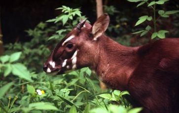 Quelle: "obs/WWF World Wide Fund For Nature"