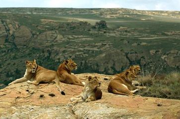 Die Großkatzen genießen ihre wiedergewonnene Freiheit im Schutzgebiet LIONSROCK Bild: VIER PFOTEN