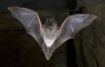 Mopsfledermaus im Flug