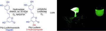 Ein russisch-japanisches Wissenschaftler-Team hat die Chemie hinter dem „Feenfeuer“ entschlüsselt.
Quelle: (c) Wiley-VCH (idw)