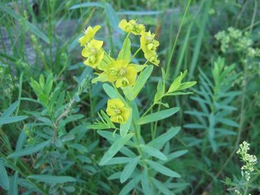 Scharfe Wolfsmilch (Euphorbia esula)