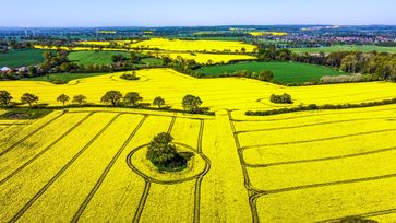 Rapsblüte 2024: Ein Symbol für Vielfalt und Nachhaltigkeit in der Landwirtschaft. Mit dem Aufblühen der gelben Rapsfelder beginnt auch in diesem Jahr eines der faszinierendsten Naturschauspiele im deutschen Frühling. Auf einer Fläche von rund 1,1 Millionen Hektar erstrahlt der Raps in voller Blüte und prägt damit nicht nur das Landschaftsbild, sondern auch einen wesentlichen Teil der deutschen Landwirtschaft.