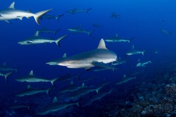 Die Sonderprogrammierung "Hai Life" im August auf National Geographic / Bild: "obs/Nat Geo Wild/NHNZ/Anthony Berberian"