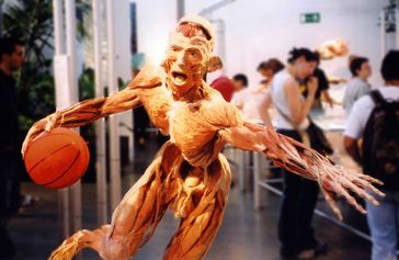 Körperwelten: Exponat der Ausstellung