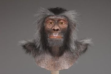 Sahelanthropus tchadensis © Atelier Wildlife Art für Hessisches Landesmuseum Darmstadt
Quelle: Foto: Wolfgang Fuhrmannek, HLMD (idw)