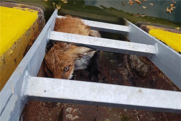 Fuchs zwischen Leiter und Spundwand.