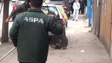 VIER PFOTEN kritisiert ASPA aufs Schärfste für die brutale Vorgehensweise der Hundefänger. Bild: VIER PFOTEN