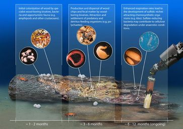 Besiedlung von Holz in der Tiefsee und die Ausbildung sulfidischer Nischen am Meeresboden
Quelle: © Bienhold et al., PLoS ONE 8(1): e53590) doi:10.1371/journal.pone.0053590 (idw)