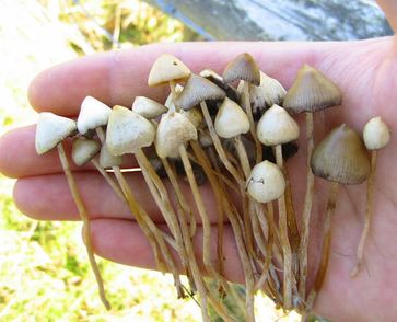 Magic Mushrooms : Frische spitzkegelige Kahlköpfe. Bild: Zinnmann / wikipedia.org