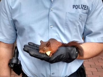 Eichhörnchen Bild: Polizeipräsidium Recklinghausen