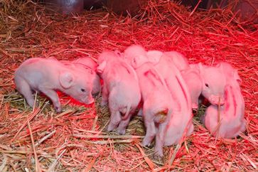 Forschende der Vetmeduni Vienna bestätigten erstmals einen gegen Toltrazuril resistenten Stamm von Cystoisospora suis, einem vor allem bei Saugferkeln häufigen Durchfallerreger. Quelle: Michael Bernkopf/Vetmeduni Vienna (idw)