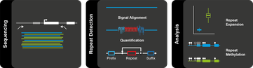 Schrittweise reicherten die Forschenden zunächst selektiv die Moleküle mit Repeats an, analysierten das elektrische Signal und bestimmten so Länge der Repeats und ihre epigenetische Signatur.
Quelle: Pay Gießelmann, Max-Planck-Institut für molekulare Genetik (idw)