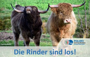 Rinder Bild: Polizei