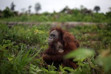 Im Angesicht der tödlichen Bedrohung durch die Kopfgeldjäger hält die Orang-Utan-Mutter ihr Kleines fest, um es zu beruhigen. Bild: obs/RHOI / VIER PFOTEN