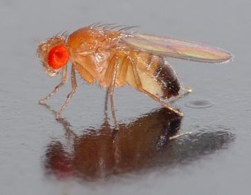 Schwarzbäuchige Taufliege (Drosophila melanogaster)