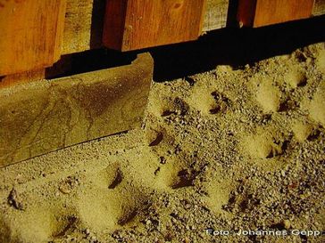 Fangtrichter der Ameisenlöwen liegen an geschützten Stellen. Ameisen sind eine häufige Beute. Bild: Johannes Gepp, Graz