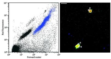 Links: Daten von dem Zellsorter, mit dem das Rätsel um die Symbiose gelöst werden konnte. Die blauen Punkte stellen die Population der 1 bis 3 Mikrometer großen Organismen dar, zu denen auch UCYN-A gehört. Rechts: Die nanoSIMS-Bilder zeigen die Aufnahme von Kohlenstoff und Stickstoff (grün) in den Zellen. (Größenmaßstab: 3 Mikrometer). (Quelle: Rachel Foster)
Quelle: Rachel Foster) (idw)