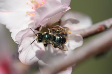 Eine Sandbiene (Andrena cerasifolii) beim Besuch einer Mandelblüte.
Quelle: Foto: A. Klein (idw)