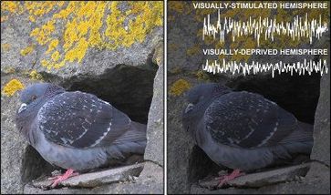 Während Tiefschlaf-Phasen ist das Gehirn stark elektrisch aktiv - allerdings nur die Regionen, die auch zuvor im wachen Zustand besonders gefordert wurden. Michael Gehrisch/John Lesku