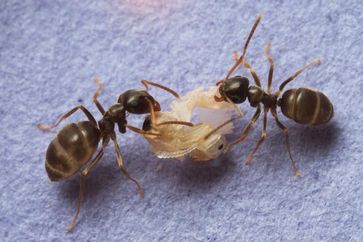Ameisen mit Puppe
Quelle: Christopher Pull (idw)