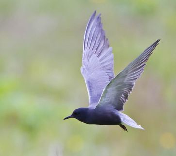 Flugbild Trauerseeschwalbe