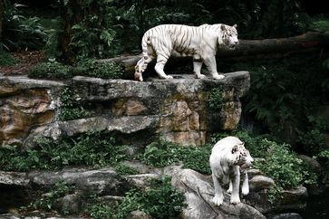Weiße Tiger im Zoo von Singapur