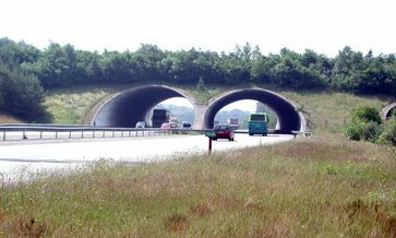 Eine Grünbrücke über die A50 bei Woeste Hoeve in den Niederlanden (Symbolbild)