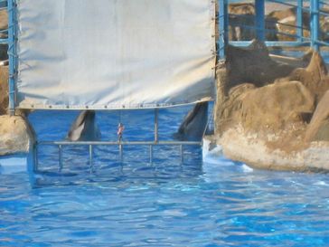 Delfinarium "Dolphin World". Bild: Wal- und Delfinschutz-Forum (WDSF)