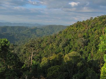 Regenwald / Urwald im Taman Negara National Park (Symbolbild)