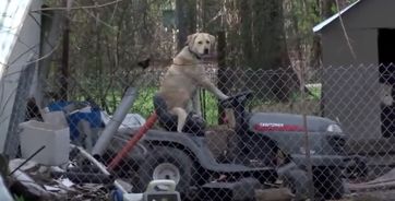 Bild: Screenshot Youtube Video "Solemn Tornado Broadcast Interrupted by Dog on Lawnmower"