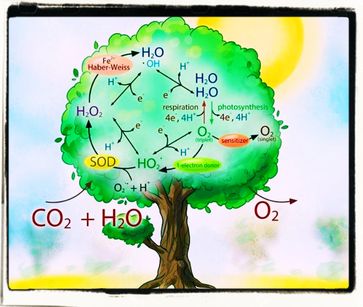 CO2 ist Nahrung der Pflanzen! Und Pflanzen produzieren Sauerstoff. Ein Kreislauf. Wer ihn zerstört, tötet das Leben auf dem Planeten (Symbolbild)