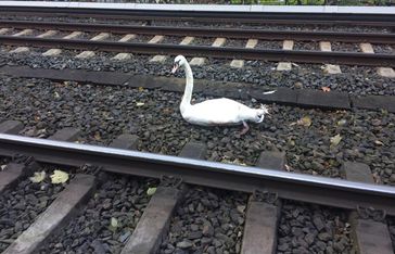 Der verletzte Schwan im Gleisbereich.