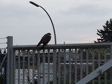 Bussard nach Befreiung