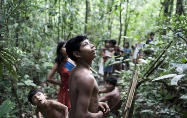 Brasilien verbleiben drei Monate, um illegale Holzfäller vom Gebiet der Awá auszuweisen. Bild: D Pugliese/ Survival