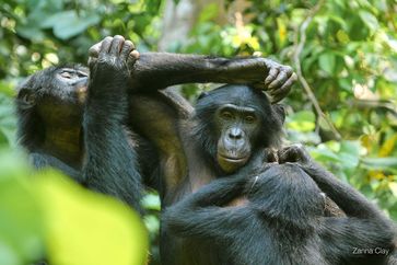 Soziales Miteinander bei den Bonobos: Die Tiere kommunizieren auch mittels Zeigegesten und Pantomime miteinander. Quelle: LuiKotale Bonobo Project/ Zana Clay (idw)