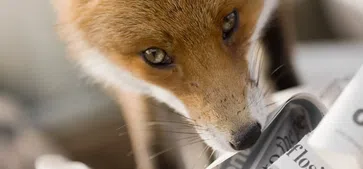 Bild: Screenshot Internetseite: "https://www.deutschewildtierstiftung.de/Presse" / Eigenes Werk