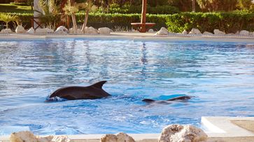 Trostlos: Delfinpool im Hotel Gran Bahia Principe Tulum, Mexiko. Bild: "obs/Gesellschaft zur Rettung der Delphine e.V."