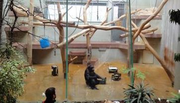 Leidvolle Schimpansenhaltung in deutschen Zoos. Bild: PETA