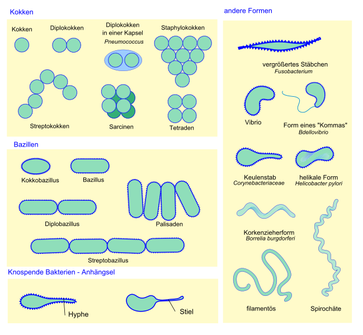 Formen und Aggregate von Bakterien (Auswahl)