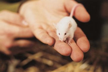 Trotz tierversuchsfreier Alternativen verenden jährlich 600.000 Mäuse durch Botox-Versuche. Bild: VIER PFOTEN, Dania Huber.