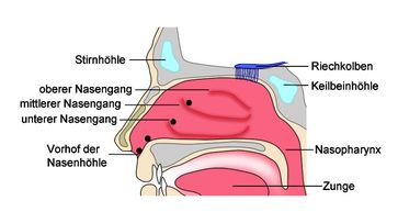 Schaubild der Nasenregion. Die schwarzen Punkte markieren, wo Proben für die Studie entnommen wurden
Quelle: © Ursula Kaspar, Universitätsklinik Münster (idw)