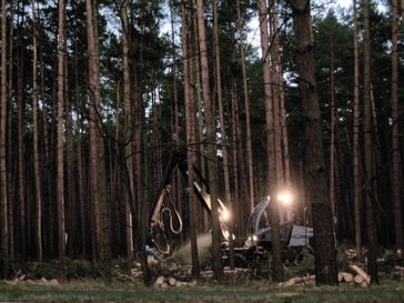 Industriewald: In der Regel ein Verlustgeschäft für Besitzer, Menschen in der Umgebung und die Natur (Symbolbild)