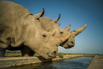 Najin (links) und Fatu (rechts) sind die letzten zwei Nördlichen Breitmaulnashörner auf der Erde. Dieses Foto entstand im Ol Pejeta Conservancy in Kenia in ihrem 700 Hektar großen Gehege.
Quelle: Ami Vitale (idw)