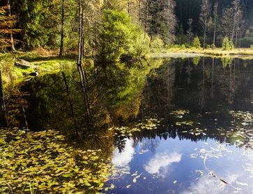 Ellbachsee, Wald (Symbolbild)