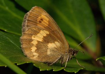Bis jetzt noch in fast allen Gebirgen Europas zu finden: Der Schmetterling Erebia manto
Quelle: © Kurt Kulac, cc-by-sa 3.0 (idw)