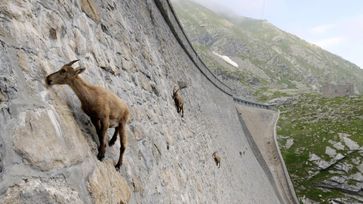 Klettertour auf der Suche nach Mineralien: Alpensteinböcke bezwingen den 50 Meter hohen Cingino-Damm in Norditalien. Bild: "obs/ZDF/Alex Ranken"