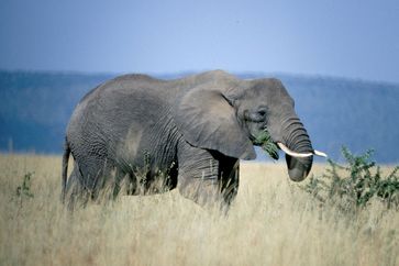 Der Afrikanische Savannenelefant, größtes Landlebewesen der Welt. Bild: ZDF Fotograf: Natural History New Zealand Ltd.